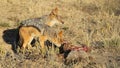 Scavenging black-backed Jackals