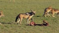 Scavenging black-backed jackals - Kalahari