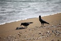 Scavenging crows in ocean on a fish