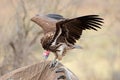 Scavenging lappet-faced vulture - Kruger National Park Royalty Free Stock Photo