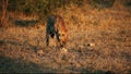 Scavenging spotted hyena