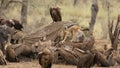Scavenging vultures and black-backed jackal