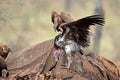 Scavenging vultures on a dead elephant