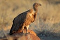 Scavenging white-backed vulture