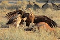 Scavenging white-backed vultures