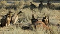 Scavenging white-backed vultures