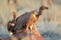 Scavenging white-backed vultures Royalty Free Stock Photo