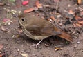 Scavenging Wood Thrush