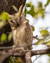 A Sccop Owl resting