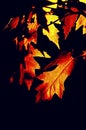 Artful version of maple leaves in the fall