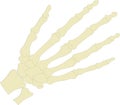Sceleton hand