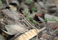 Sceloporus genus lizard on the forest ground Royalty Free Stock Photo