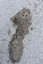 Abandoned nest of the mud dauber wasp Royalty Free Stock Photo