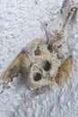 Abandoned nest of the mud dauber wasp Royalty Free Stock Photo