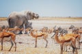 Scene from african nature.  African elephant, Loxodonta africana, in the waterhole in dry Etosha pan Royalty Free Stock Photo