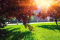 Scene with aged medieval defense fortification walls green lawn and red ornamental trees