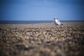 Solitary seagull on the lookout on pebble beach