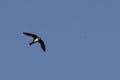 Scene of a Alpine Swift, Tachymarptis melba, in flight