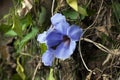 Thunbergia grandiflora blue flower on vine