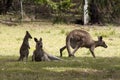 Group of kangaroos resting on grass Royalty Free Stock Photo