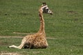 Rothschild`s giraffe sitting on ground, also known as  Baringo giraffe or Ugandan giraffe Royalty Free Stock Photo