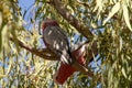 Two Eolophus roseicapilla or galah's perched in a eucalyptus tree Royalty Free Stock Photo