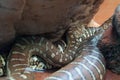 Centralian carpet python a non-venomous Austrlian snake Royalty Free Stock Photo
