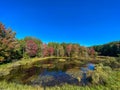 Autumn colors in the various trees surrounding a calm pond with lily pads with bright blue sky reflections Royalty Free Stock Photo