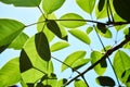 Wide tree leaves with many empty spaces