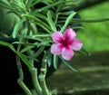 Scinic View of colorful flowers booming