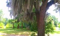 Southern Oak Tree with Long Locks of Moss