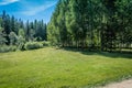 A scene of beautiful sunny day in a birch forest on a early summer or spring. Royalty Free Stock Photo