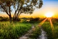 Scene of beautiful sunset at summer field with trees and grass Royalty Free Stock Photo