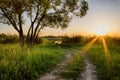 Scene of beautiful sunset at summer field with trees and grass Royalty Free Stock Photo