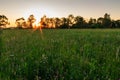 Scene of beautiful sunset at summer field with trees Royalty Free Stock Photo