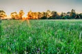 Scene of beautiful sunset at summer field with trees Royalty Free Stock Photo