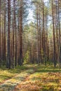 Scene of a beautiful sunset on a summer pine forest with trees and a moss covered footpath. Landscape Royalty Free Stock Photo