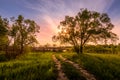 Scene of beautiful sunset or sunrise at early summer or spring field with willow trees and grass