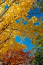 scene of blue sky ,yellow,red, green changing leaves in autumn