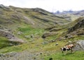 Scene in Bolivian Andes wuith a cow Royalty Free Stock Photo