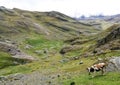 Scene in Bolivian Andes Royalty Free Stock Photo