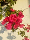 Scene bougainvillea flower in beautiful vines Royalty Free Stock Photo