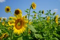 Scene of bright beautiful yellow fresh sunflower landscape field showing soft petal, green stem, leaves with blue sky background Royalty Free Stock Photo