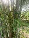 scene of the bushy clumping chinese dwarf bamboo trunks.
