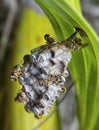 Close shot of paper wasp bees and nest on the rugreen leaf.