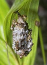 Close shot of paper wasp bees and nest on the rugreen leaf.