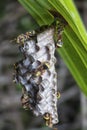 Close shot of paper wasp bees and nest on the rugreen leaf.