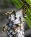 Close shot of paper wasp bees and nest on the rugreen leaf.