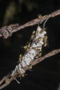 Close shot of paper wasp bees and nest on the rusted barbwired.