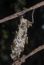 Close shot of paper wasp bees and nest on the rusted barbwired.